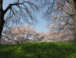 桜  cherry blossom