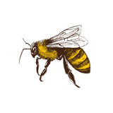 Fototapeta Łazienka - Hand drawn honeybee in sketch style  isolated on white background. Fliyng honey bee vector Illustration.