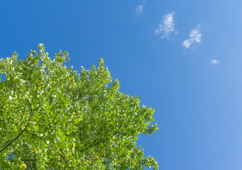 Wall Mural - green crown trees view from below into the sky. green crown of trees against the sky. view of the sk