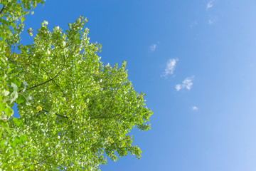 Wall Mural - green crown trees view from below into the sky. green crown of trees against the sky. view of the sk