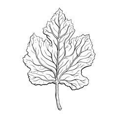 Sticker - leaves. Hand Drawn Vector illustration. Outline leaves, isolated on white background. Hand drawn Monochrome realistic illustration