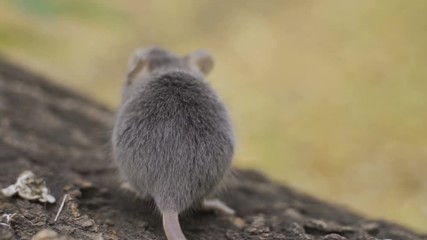 Wall Mural - Mouse on a Branch in the Autumn Forest