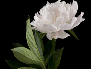 Wall Mural - Peony flowers isolated on a black background. As an element of packaging design