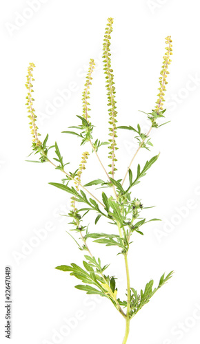 ragweed isolated on white background Poster Mural XXL