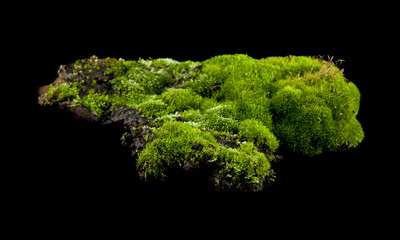 green moss isolated on a black background.as an element of packaging design.