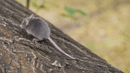 Wall Mural - Mouse on a Branch in the Autumn Forest