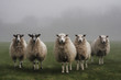 Five sheep lined up in a field on a misty day