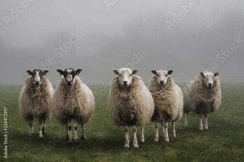 Cuadros en Lienzo Five sheep lined up in a field on a misty day