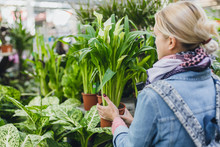 The Girl Buys Aspidistra In The Plant Shop. Buying Plants For Home And Interior.Aspidistra Is A Genus Of Perennial Stemless Herbaceous Plants Of The Asparagaceae Family.