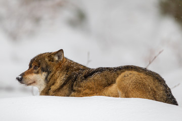 Poster - Wolf (Canis lupus) im Winter im Tier-Freigelände im Nationalpark Bayrischer Wald, Deutschland.