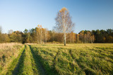 Fototapeta Natura - Road through the green meadow to the autumn forest