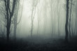 dark mysterious forest with trees in fog