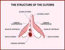 The Structure Of The Clitoris, A Medical Poster Female Anatomy Vagina