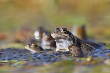 European common brown frog (Rana temporaria) massive mating, reproduction event in a pond. male resting on eggs carpet.