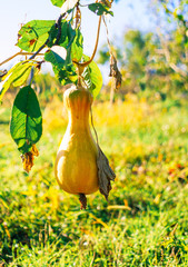 Wall Mural - Ripe autumn pumpkin in a rustic vegetable garden. Sunny autumn evening in the village