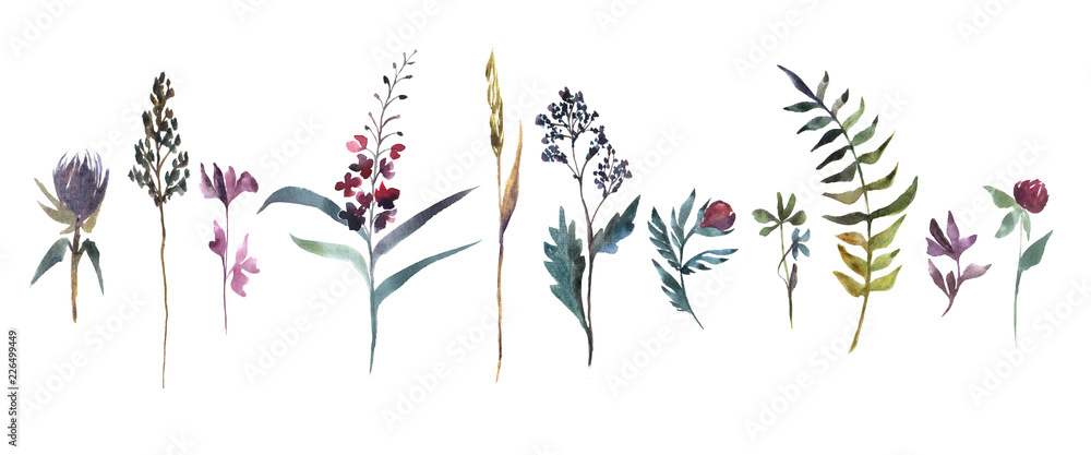 Watercolor illustration. Collection of field flowers. Herbs watercolor set. - obrazy, fototapety, plakaty 