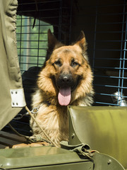 military dog - German Shepherd in green car