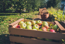 Fresh Organic Apples Are In Wooden Crate On Harvest Day.