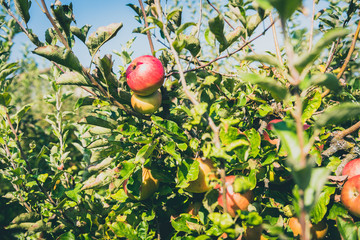 Fresh ripe organic apples on tree branch in apple orchard.