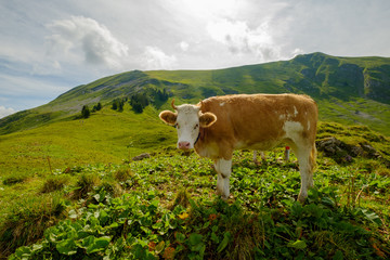 Small herd of cows graze in the Alpine meadow in Switzerland