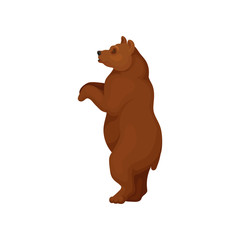 Wall Mural - big bear standing on two hind legs, side view. large forest animal with brown fut and short tail. fl
