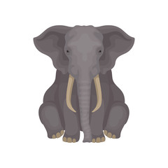 Wall Mural - African savanna elephant sitting isolated on white background. Animal with large ears, long trunk and tusks. Flat vector design