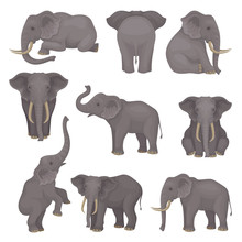 Flat Vector Set Of Elephants In Different Poses. African Of Asian Animals With Large Ears And Long Trunks. Wildlife Theme