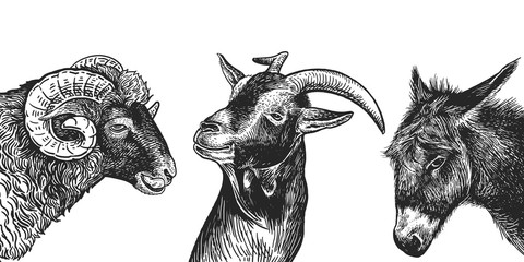 Set of realistic portraits of farm animals. Black and white hand drawing.