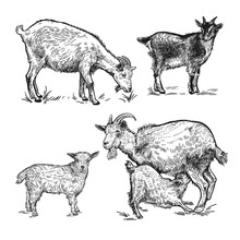 Goats, Little Goats And Lamb. Farm Animals Set. Isolated Realistic Handmade Drawing.