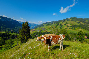 Small herd of cows graze in the Alpine meadow in Switzerland