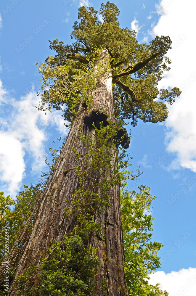 Looking up at a giant Alerce tree (Fitzroya cupressoides) in Chile ...