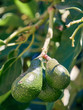 Green Avocados on branch
