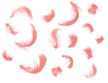 Beautiful Coral Pink Feathers Floating In Air Isolated On White Background