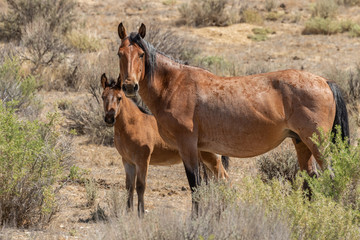 Wall Mural - Wild Horse Mare and Foal in Colorado