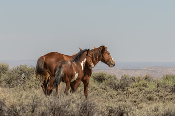 Wall Mural - Wild Horse Mare and Foal in Colorado