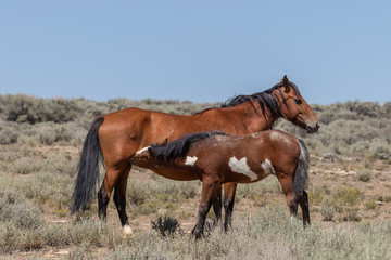 Wall Mural - Wild Horse Mare and Foal in Colorado