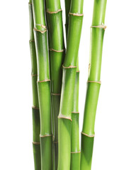  Piękny zielony bambus wywodzi się na białym tle