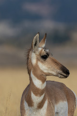 Canvas Print - Pronghorn Antelope Doe