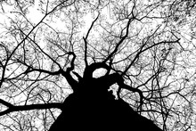 Black White Photo Tree