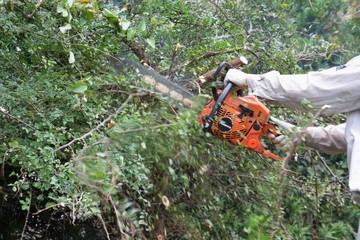 Wall Mural - Tree cutting for housing land development