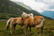 Mountain Horses