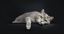 Wise Looking Senior British Shorthair Cat, Laying Head Down Very Lazy With Paw Over Edge, Looking At Camera, Isolated On Black Background