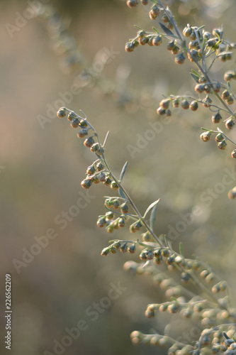 Fotografia Wormwood. Flowering absinthium. Medicinal plant. Background blur.