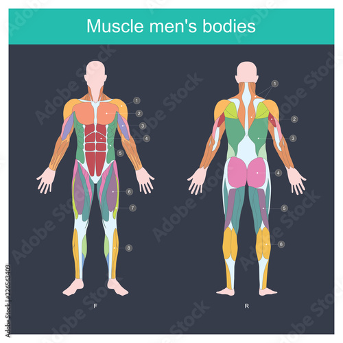 Muscle Is The Part Of The Body That Exerts And Control The Movement Of The Internal Organs Illustration Front And Back Side Stock Vector Adobe Stock