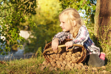 Wall Mural -  the nuts. harvesting. child helps in the garden.baby picking nuts. girl in the garden