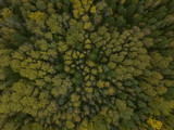 Fototapeta Na ścianę - Crowns of trees in the autumn forest. Photo from the air
