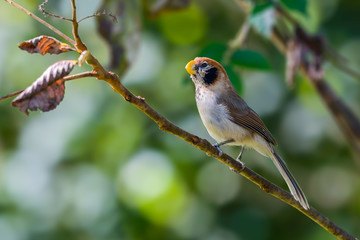 Wall Mural - Spot-breasted Parrotbill or Paradoxornis guttaticollis, beautiful brown bird perching on branch with green background at Doi sun juh, Thailand.