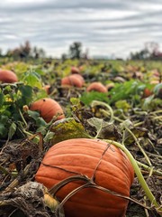 pumpkin patch