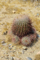 cactus in the desert