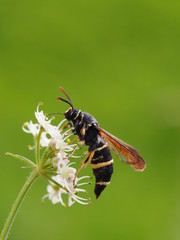 Kleiner Pappelglasflügler - Paranthrene tabaniformis 